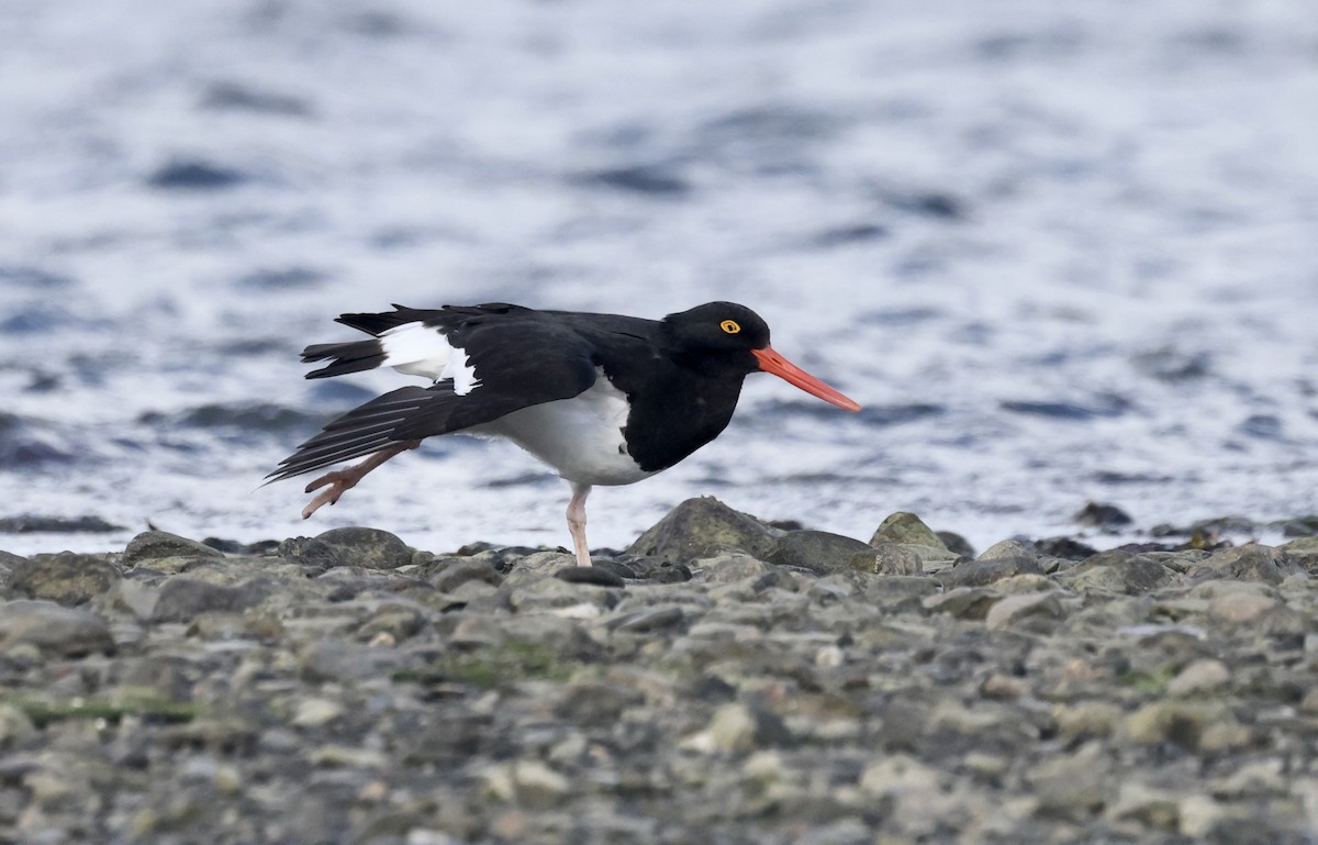 Magellanic Oystercatcher - ML615479213