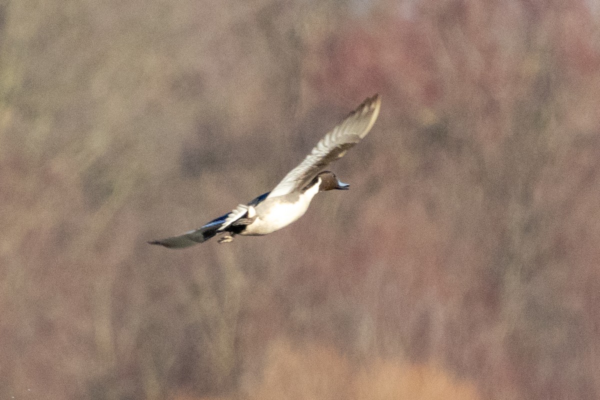 Шовтгор алаг нугас - ML615479214