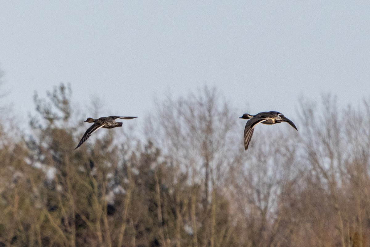 Шовтгор алаг нугас - ML615479215