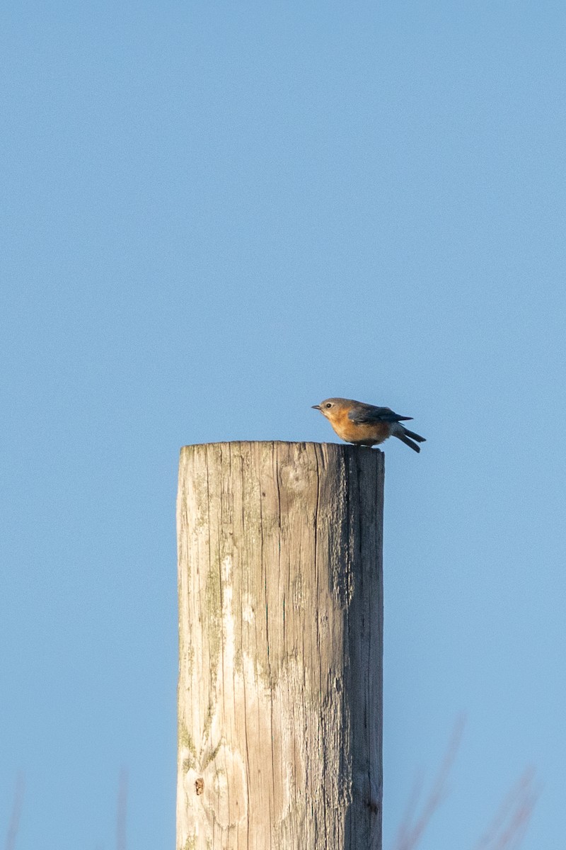 Eastern Bluebird - ML615479218