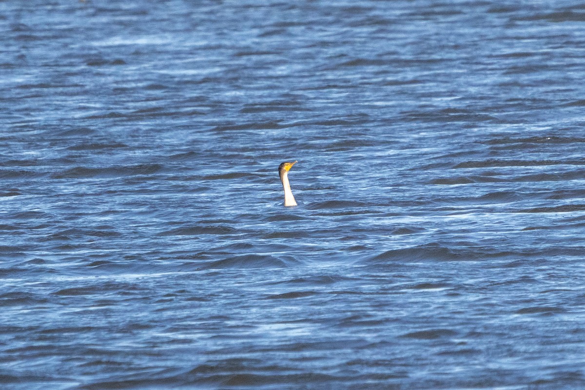 Double-crested Cormorant - ML615479224