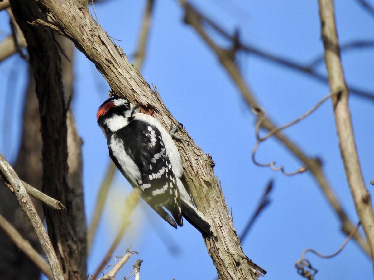 Downy Woodpecker - ML615479242