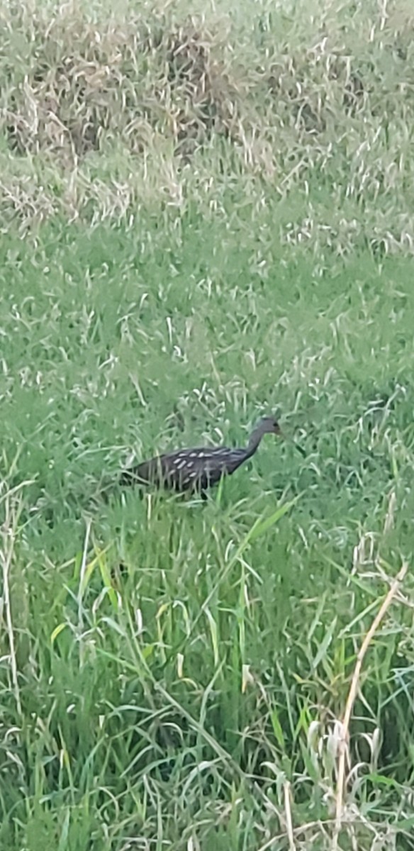 Limpkin - ML615479267