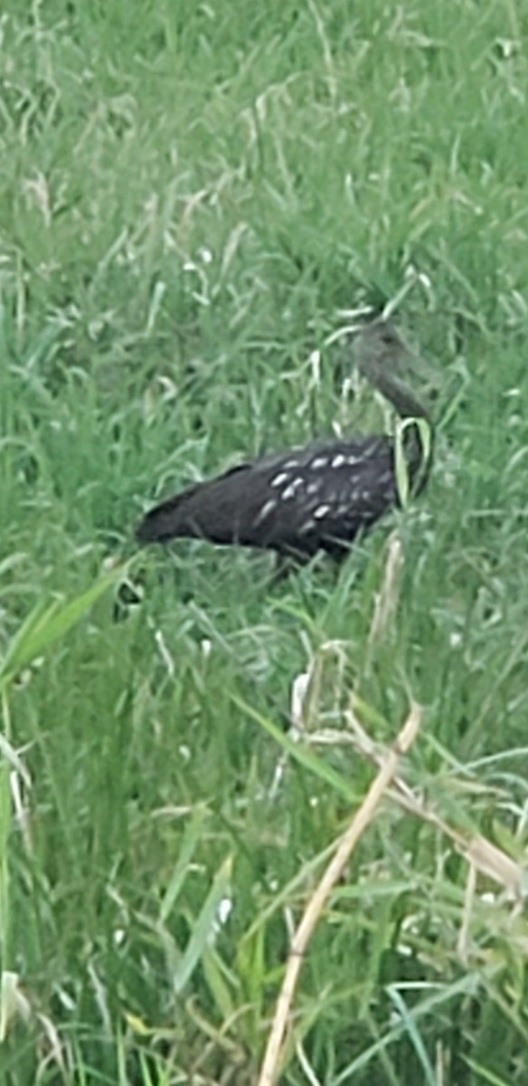 Limpkin - ML615479268