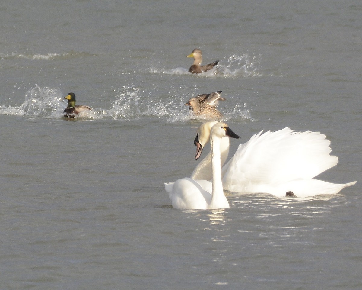 Mute Swan - David Kennedy