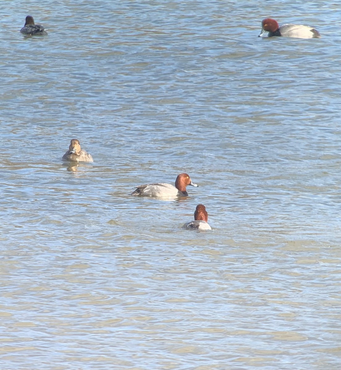 Redhead - ML615479274