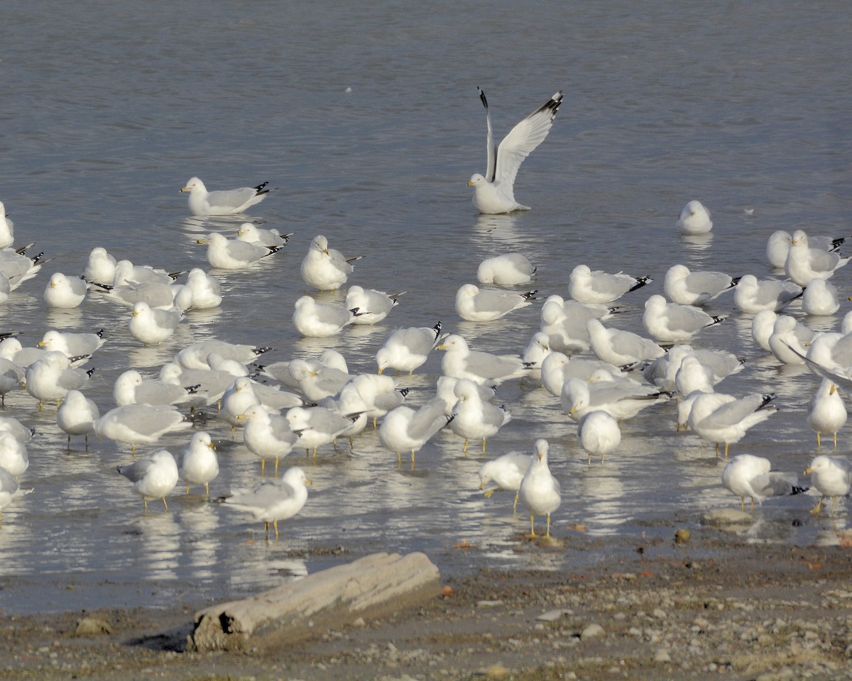 Ring-billed Gull - ML615479291