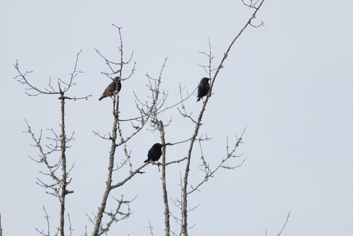 European Starling - ML615479350