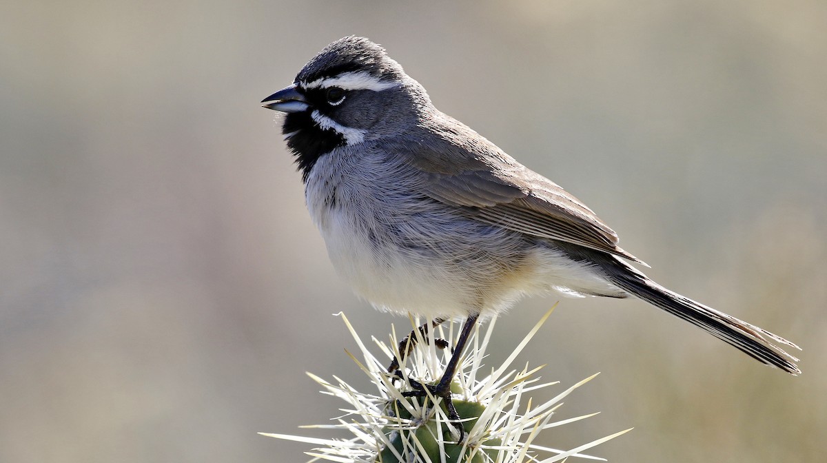 Black-throated Sparrow - Alison Sheehey