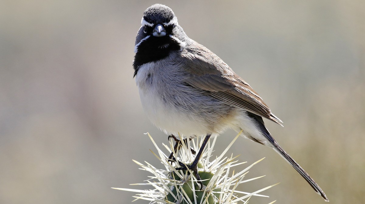 Black-throated Sparrow - Alison Sheehey