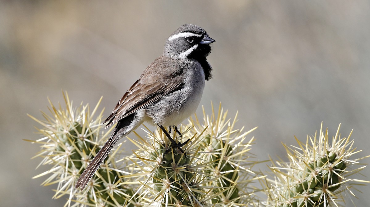 Black-throated Sparrow - Alison Sheehey