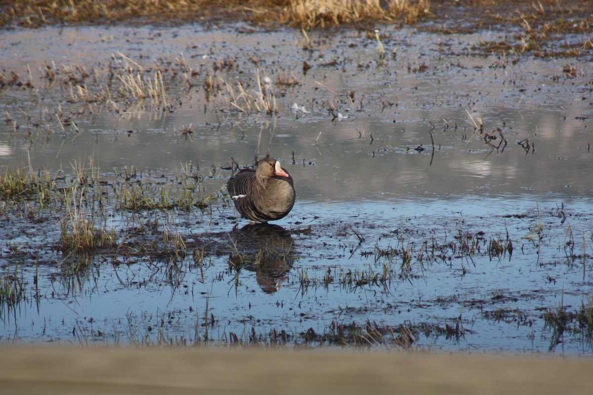 Greater White-fronted Goose - ML615479362
