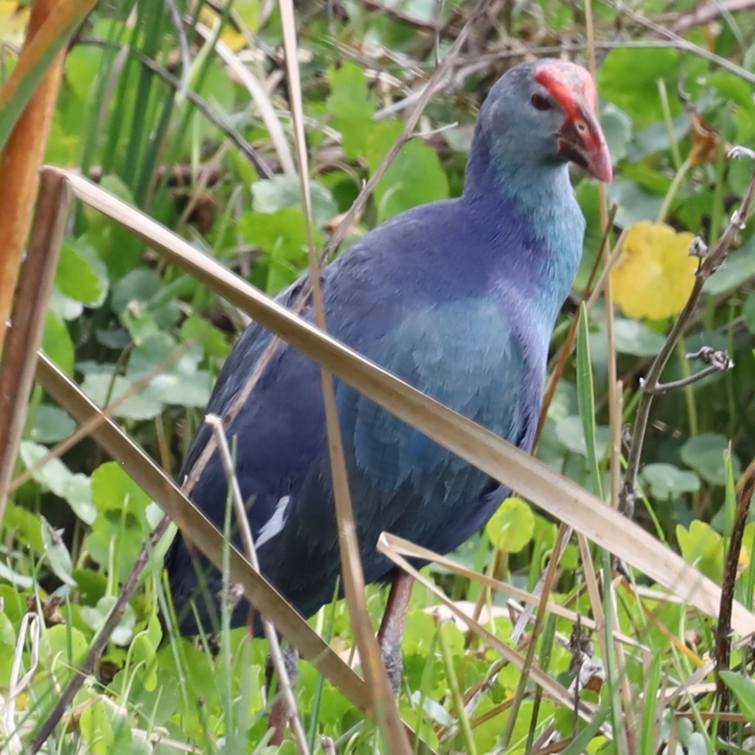 Gray-headed Swamphen - ML615479384