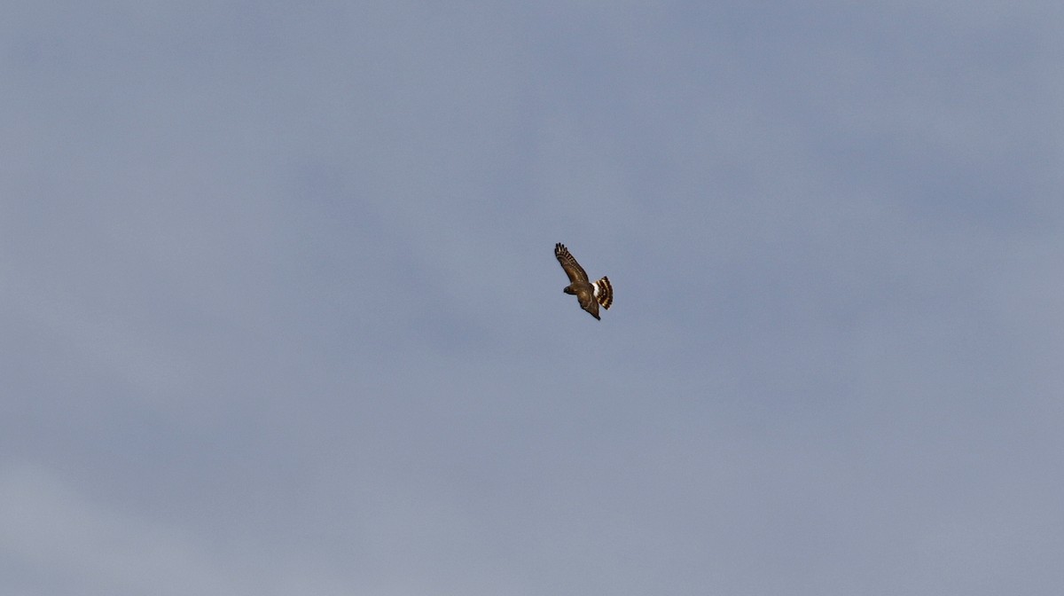 Northern Harrier - ML615479512