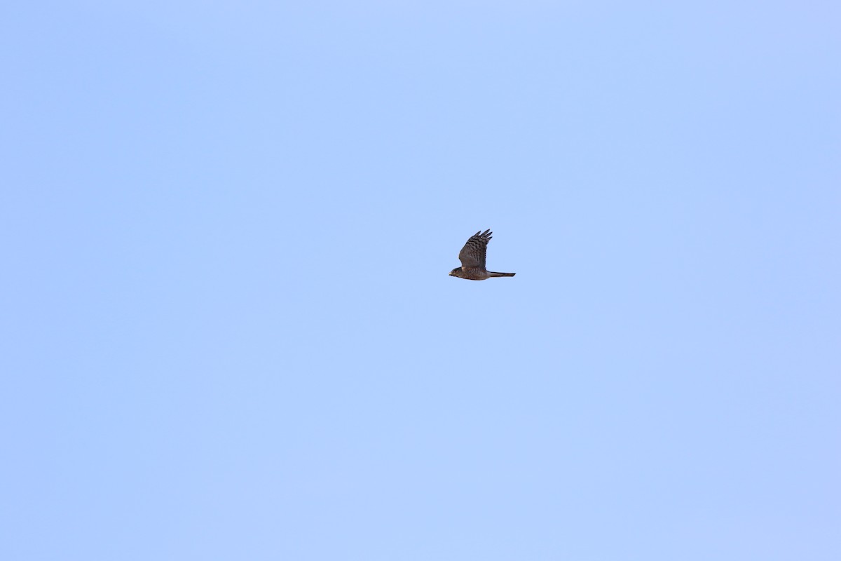 Sharp-shinned Hawk - ML615479532