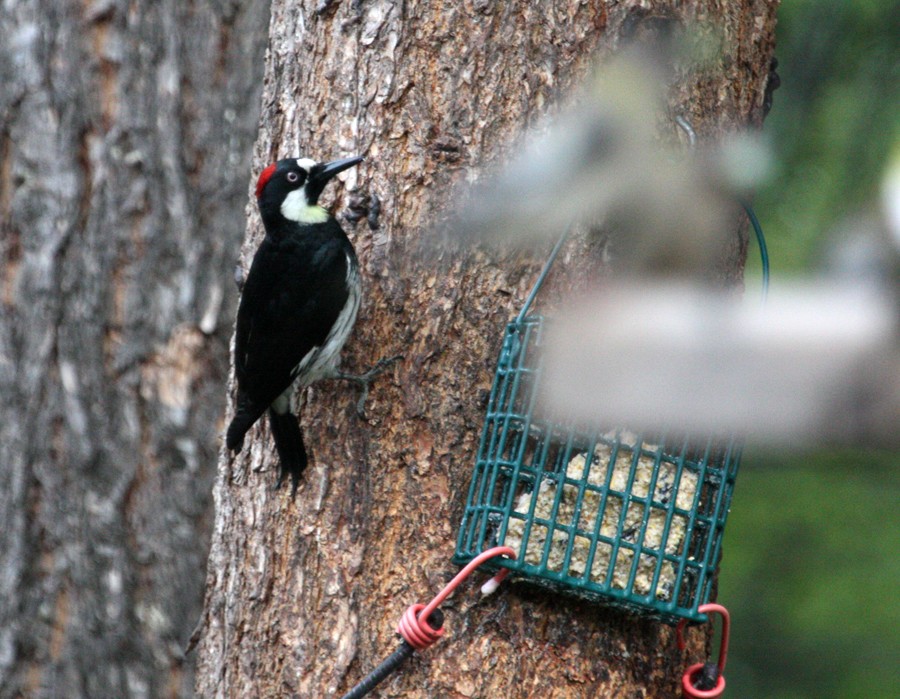 Acorn Woodpecker - Chris Charlesworth