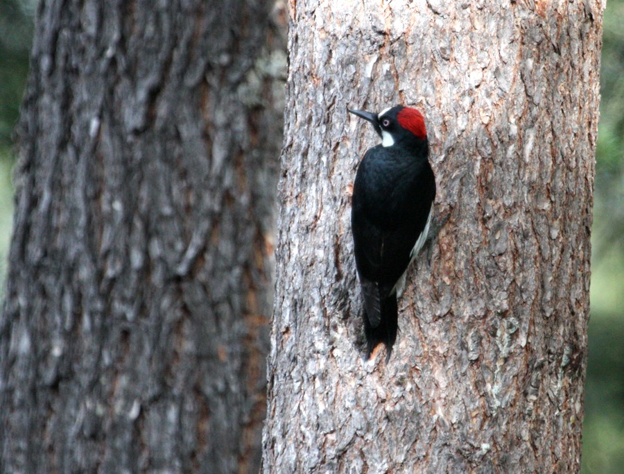 Acorn Woodpecker - ML615479541