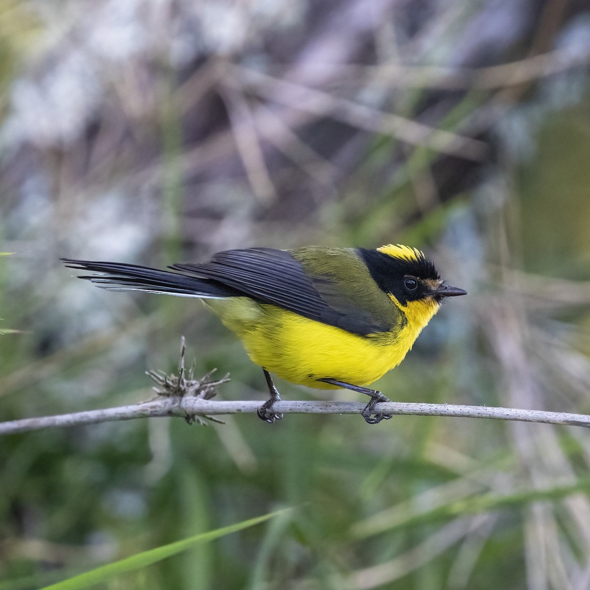 Yellow-crowned Redstart - ML615479554