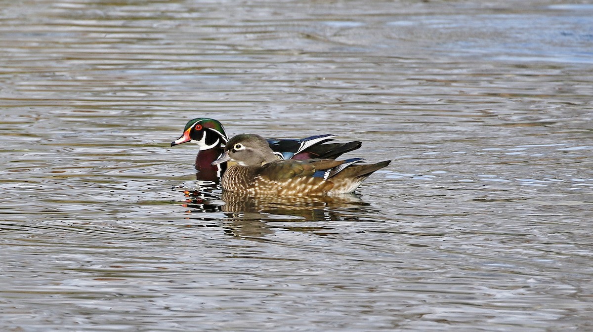 Wood Duck - ML615479570