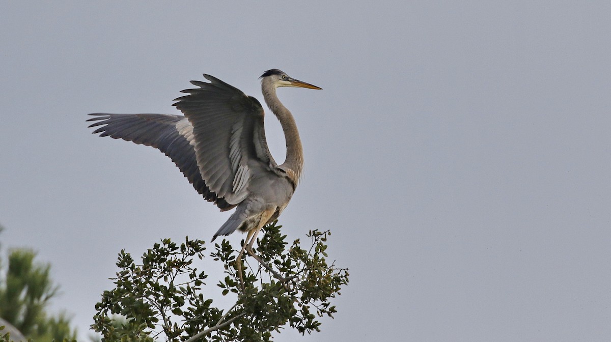 Great Blue Heron - ML615479583