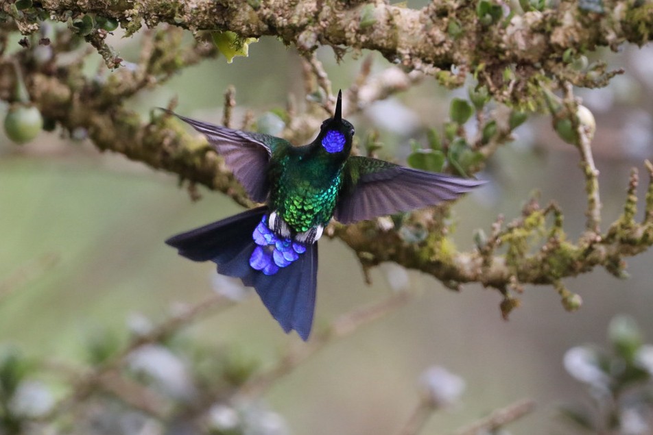 Glowing Puffleg - ML615479587