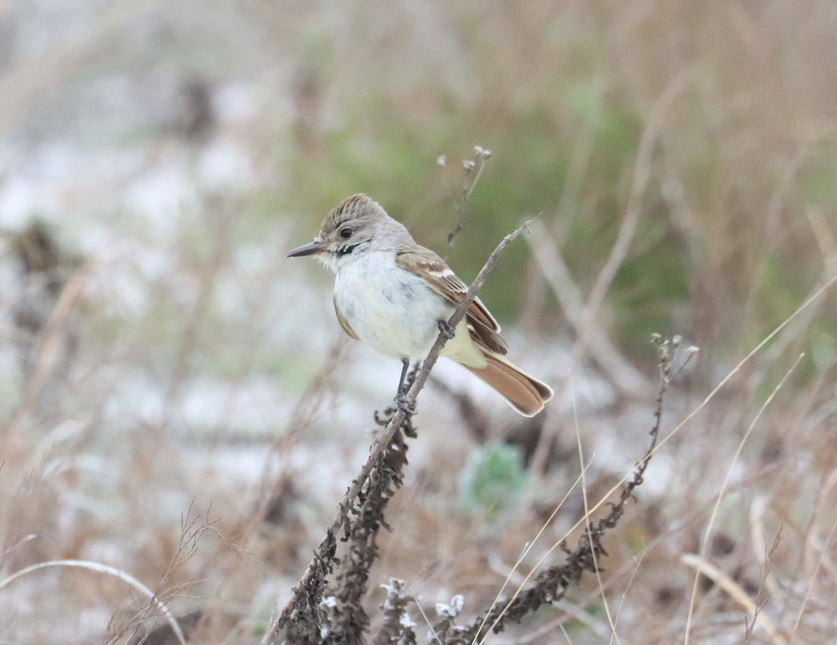 Ash-throated Flycatcher - ML615479593