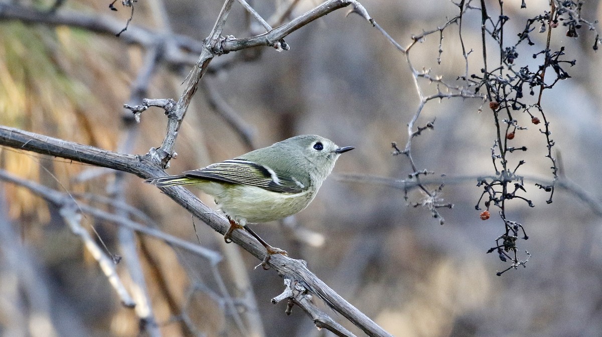 Ruby-crowned Kinglet - Alison Sheehey