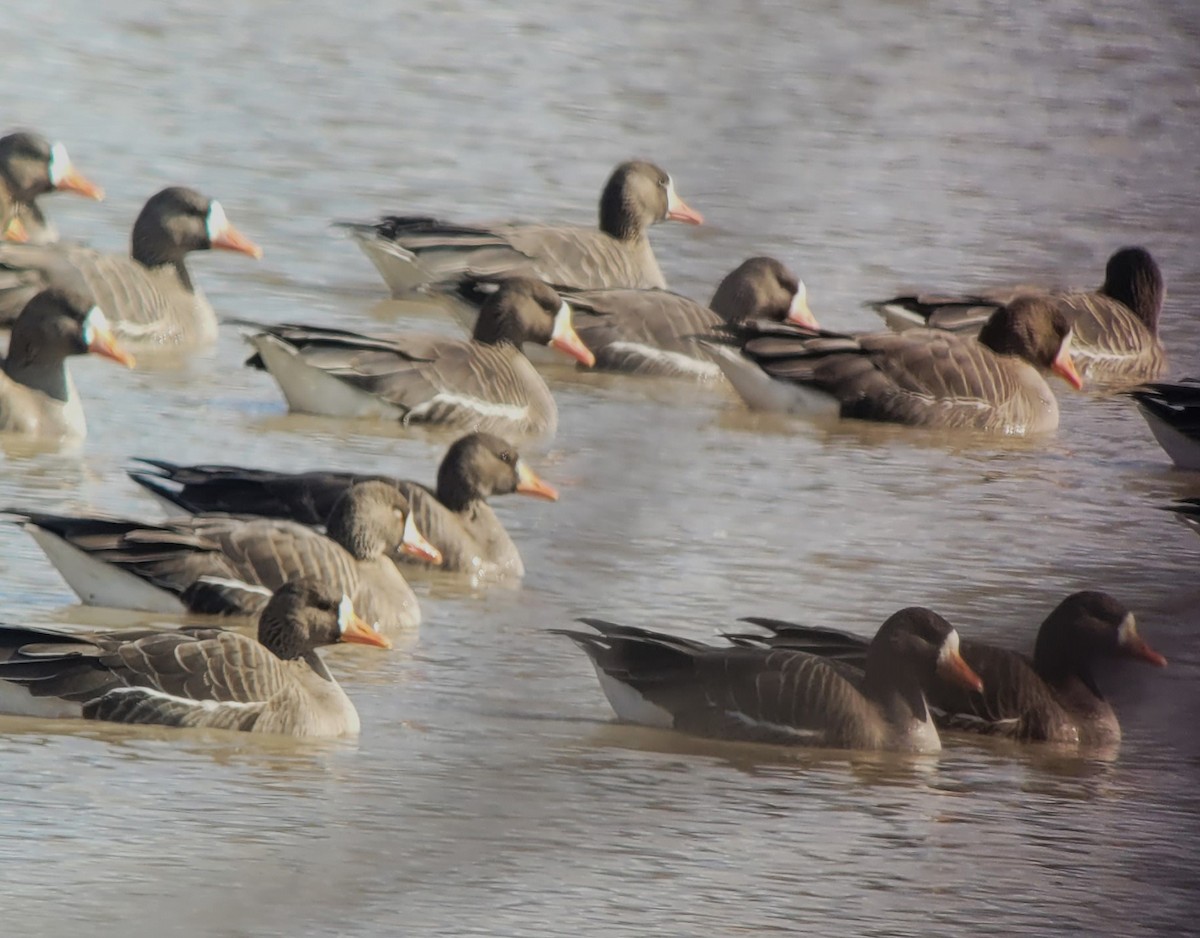 Greater White-fronted Goose - ML615479629