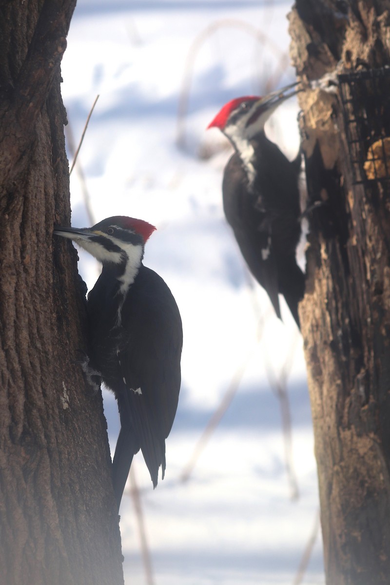 Pileated Woodpecker - ML615479650