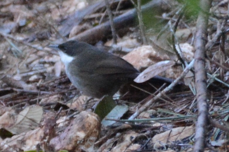 Western Chat-Tanager - ML615479664