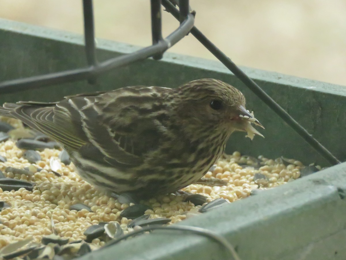 Pine Siskin - ML615479667