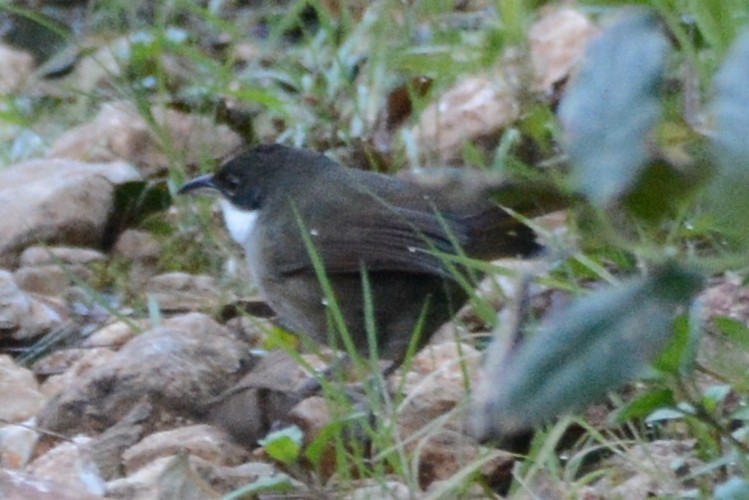 Western Chat-Tanager - ML615479682