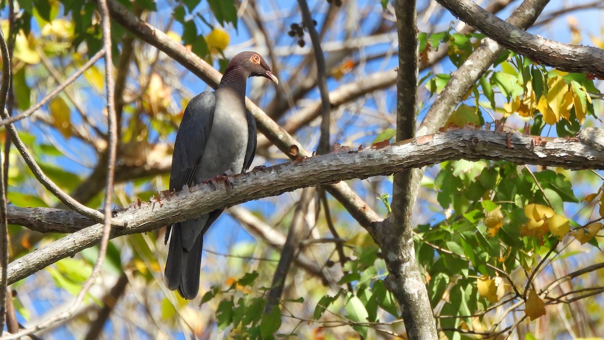 Scaly-naped Pigeon - Andy  Woodward