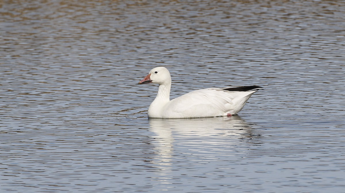 Snow Goose - ML615479726