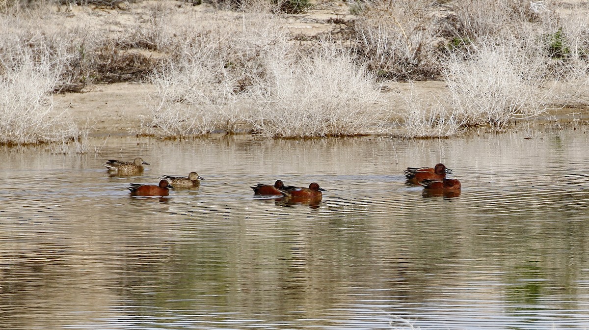 Cinnamon Teal - ML615479744