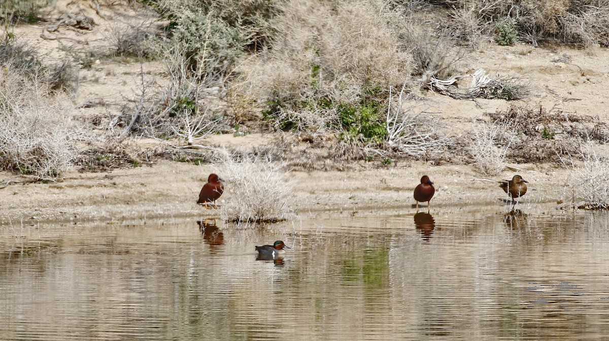 Green-winged Teal - ML615479748