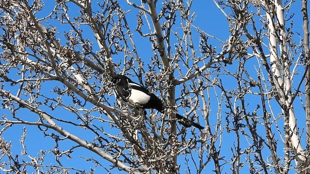 Black-billed Magpie - ML615479755