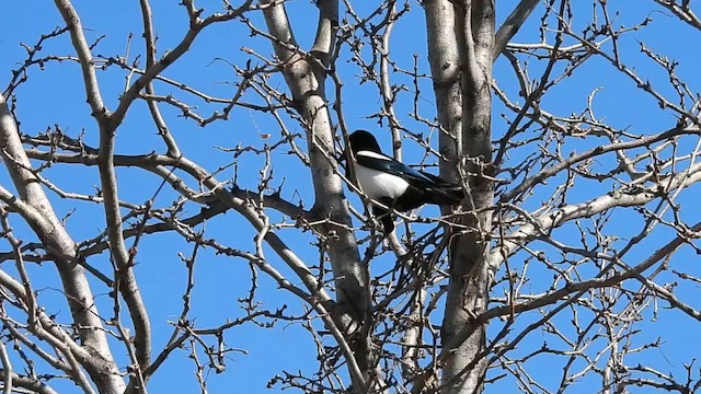 Black-billed Magpie - ML615479762