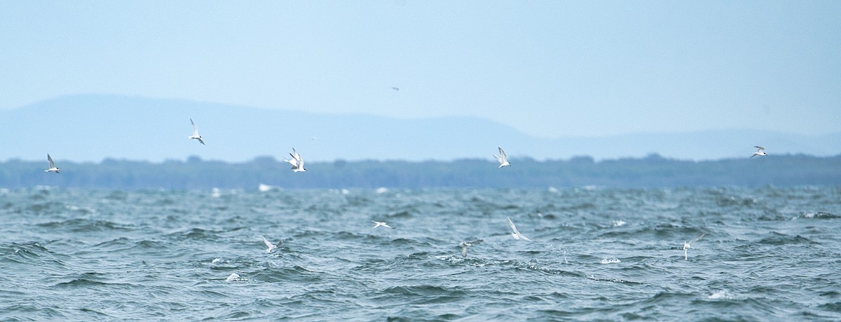 Common Tern - ML615479774