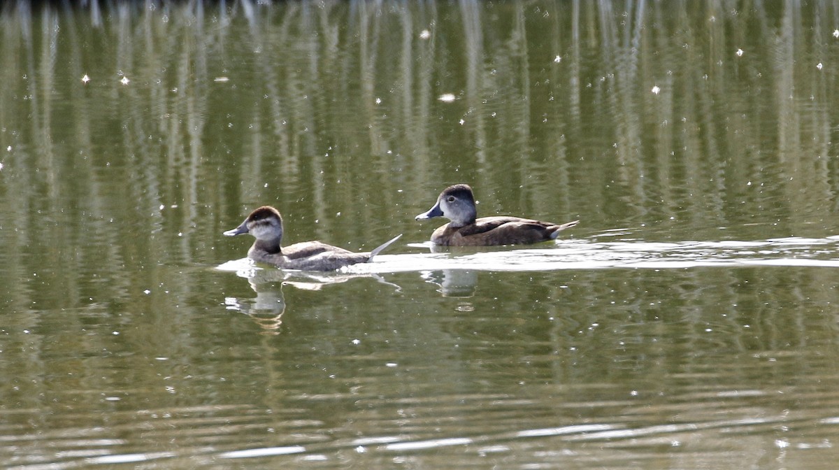 Ring-necked Duck - ML615479798