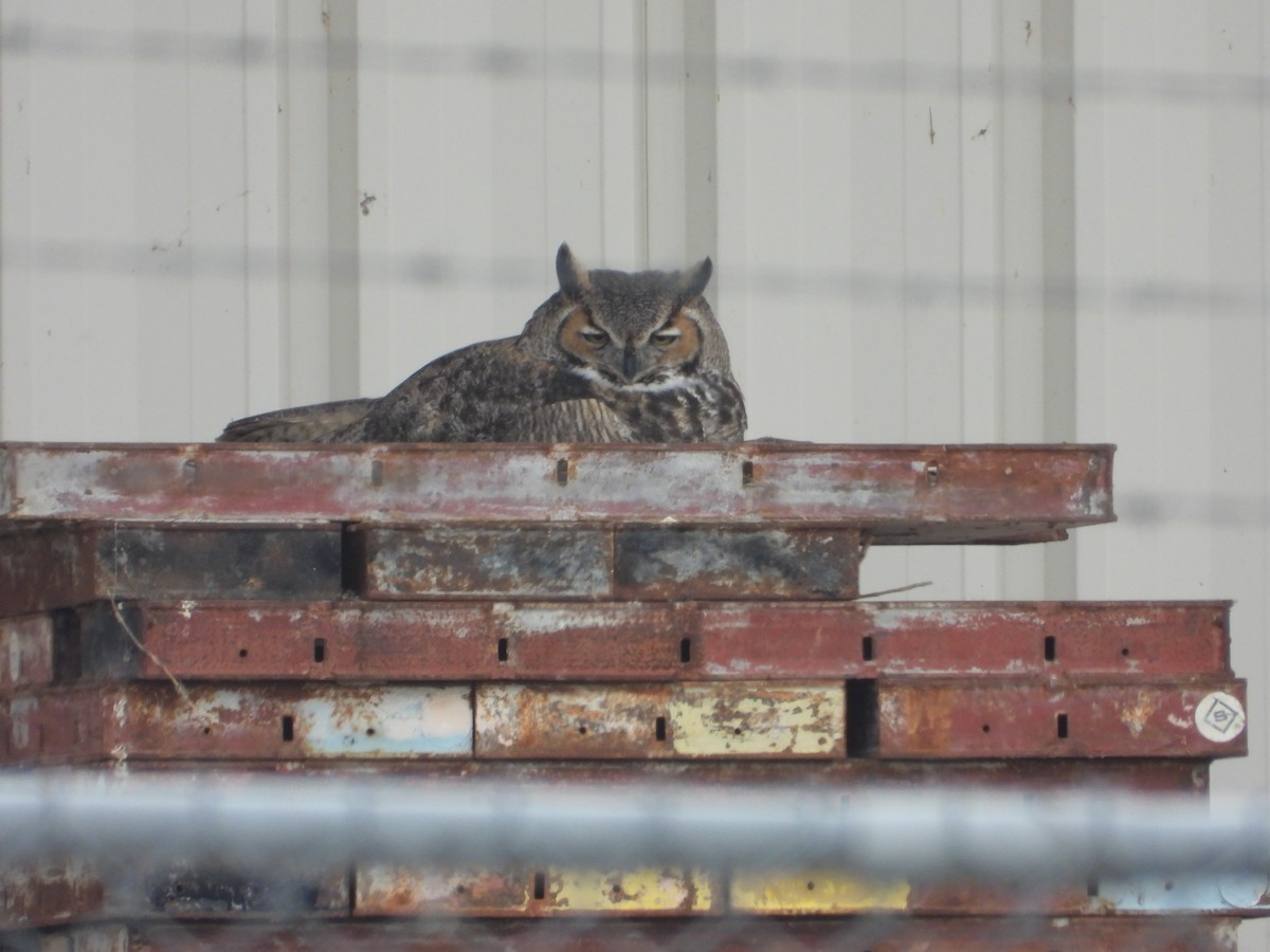 Great Horned Owl - ML615479799