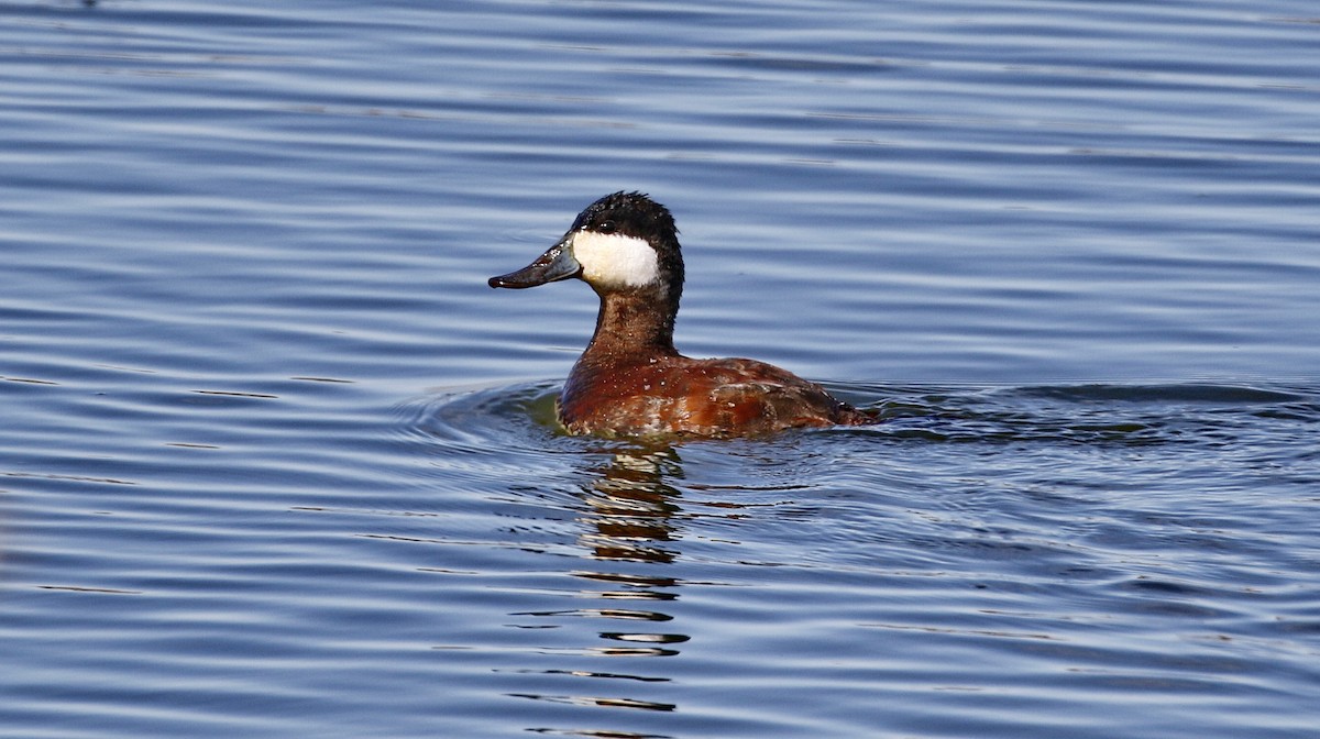 Ruddy Duck - ML615479807