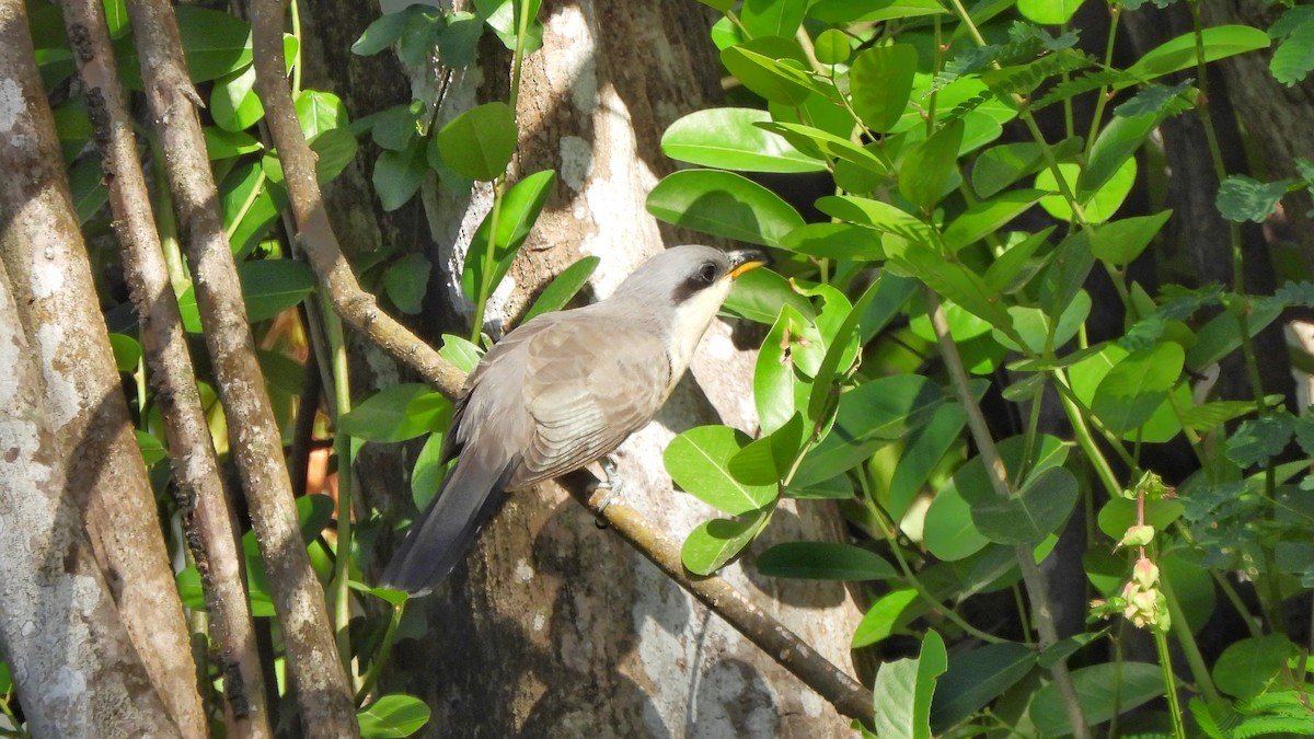 Mangrove Cuckoo - ML615479808