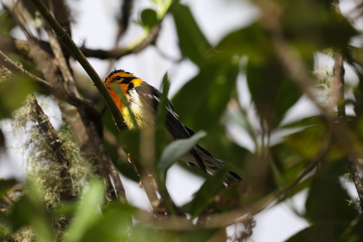 Blackburnian Warbler - ML615479815