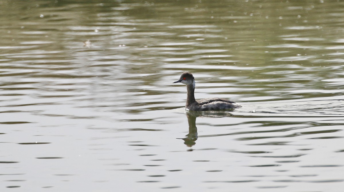 Eared Grebe - ML615479821