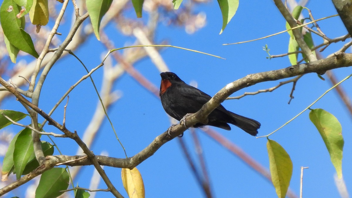 Pèrenoir rougegorge - ML615479833