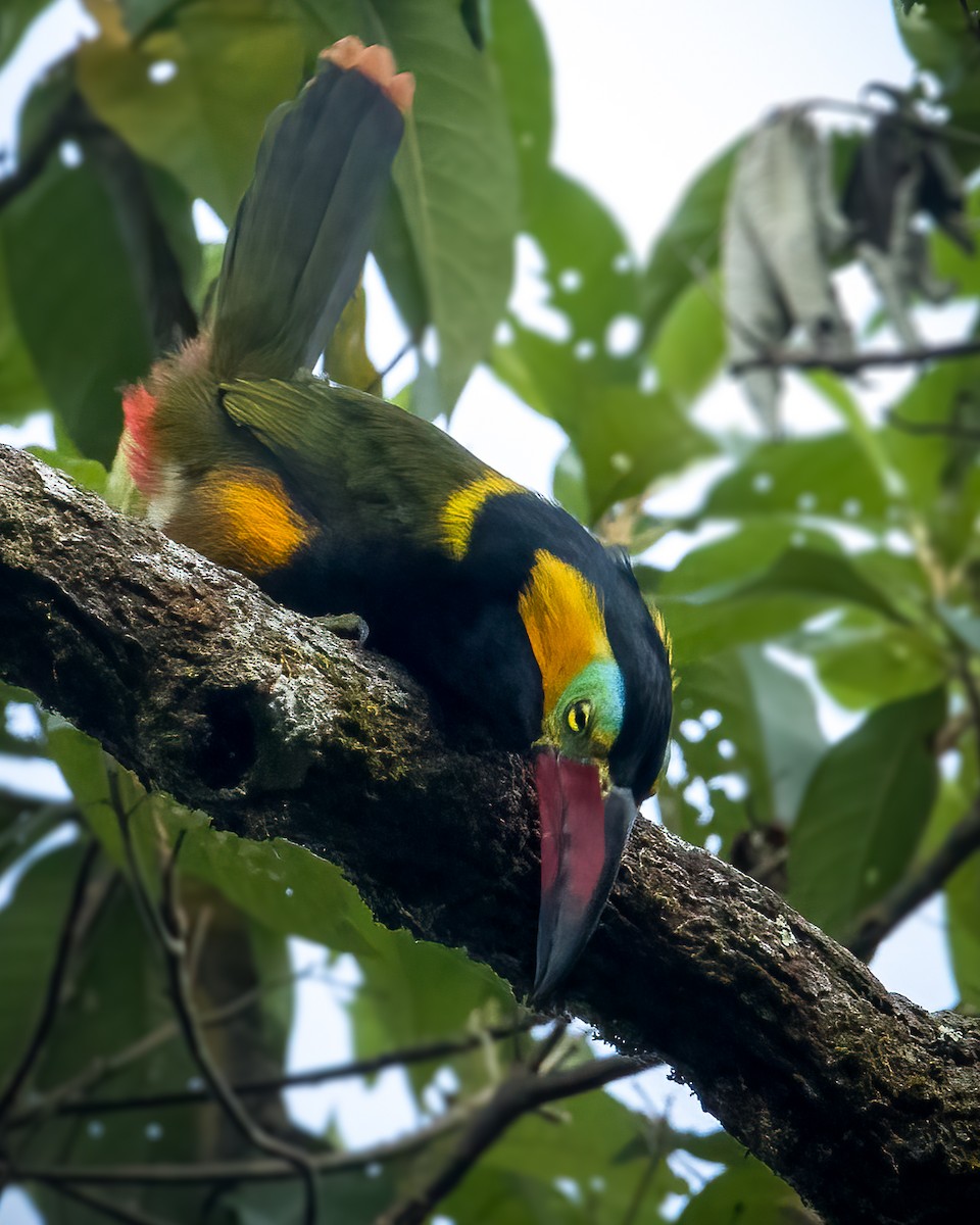 Golden-collared Toucanet - ML615479855