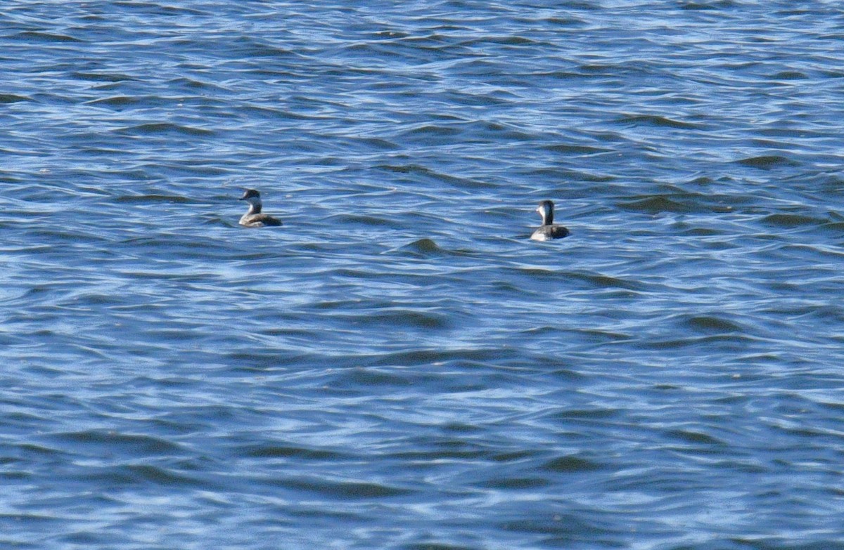 Horned Grebe - ML615479893