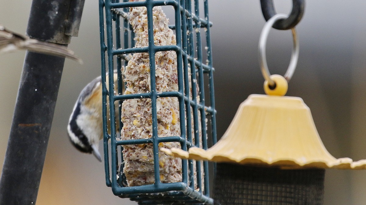 Red-breasted Nuthatch - ML615479976