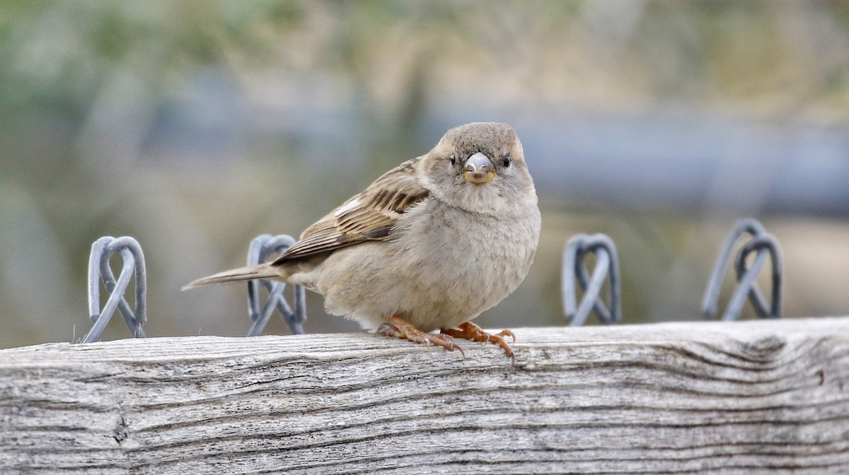 House Sparrow - ML615479983